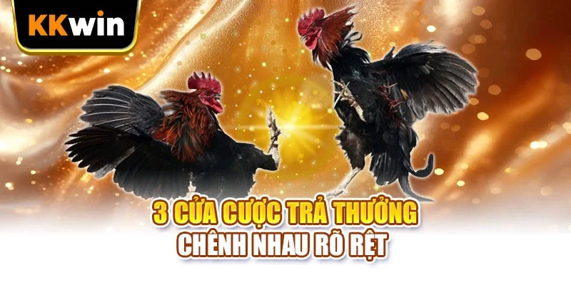 Đá Gà KKWIN - 4 Chặng Đọc Kèo Chuẩn Cho Người Chơi Mới