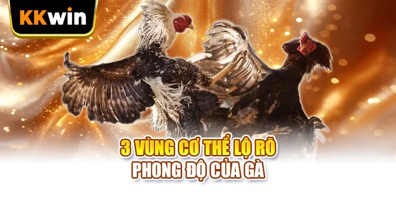Cách Chọn Gà KKWIN - 6 Dấu Hiệu Nhận Ra Chiến Kê Hay Cách Chọn Gà KKWIN - 6 Dấu Hiệu Nhận Ra Chiến Kê Hay
