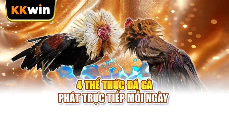 Đá Gà KKWIN - 4 Chặng Đọc Kèo Chuẩn Cho Người Chơi Mới