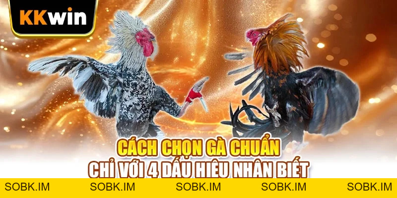 Cách Chọn Gà KKWIN - 6 Dấu Hiệu Nhận Ra Chiến Kê Hay Cách Chọn Gà KKWIN - 6 Dấu Hiệu Nhận Ra Chiến Kê Hay