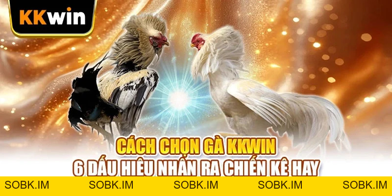 Đá Gà Thomo KKWIN - 4 Lối Đá Chiến Kê Người Chơi Cần Nhớ