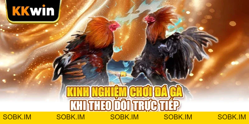 Cách Chọn Gà KKWIN - 6 Dấu Hiệu Nhận Ra Chiến Kê Hay