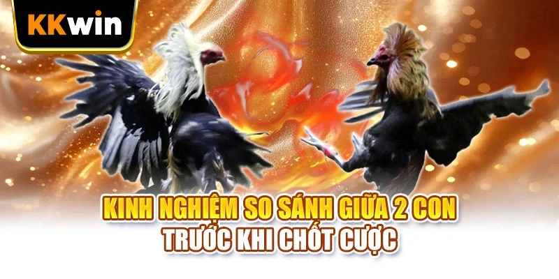 Cách Chọn Gà KKWIN - 6 Dấu Hiệu Nhận Ra Chiến Kê Hay Cách Chọn Gà KKWIN - 6 Dấu Hiệu Nhận Ra Chiến Kê Hay